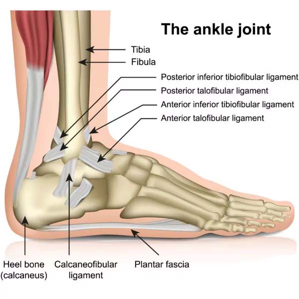 detailed ankle diagram